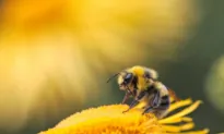 Save the Bees