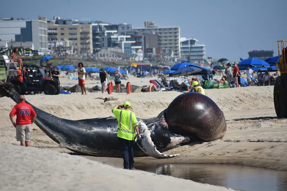 A humpback whale, scientifically identified as NYC0260 and named "Saint," washed up on the shore in Long Branch, New Jersey, on Aug. 12, 2023. (Courtesy of Trisha DeVoe)