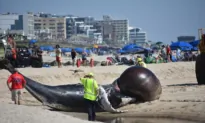 IN-DEPTH: ‘We Can’t Afford to Lose Any More’; Advocates Call for Pause on Offshore Wind Surveying After Whale Deaths