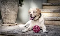 Common Disease in Senior Dogs Makes Breathing Difficult