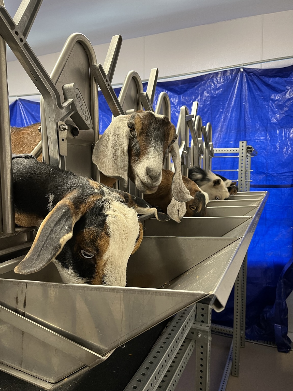 Goats being milked at the Brush Creek Ranch Creamery