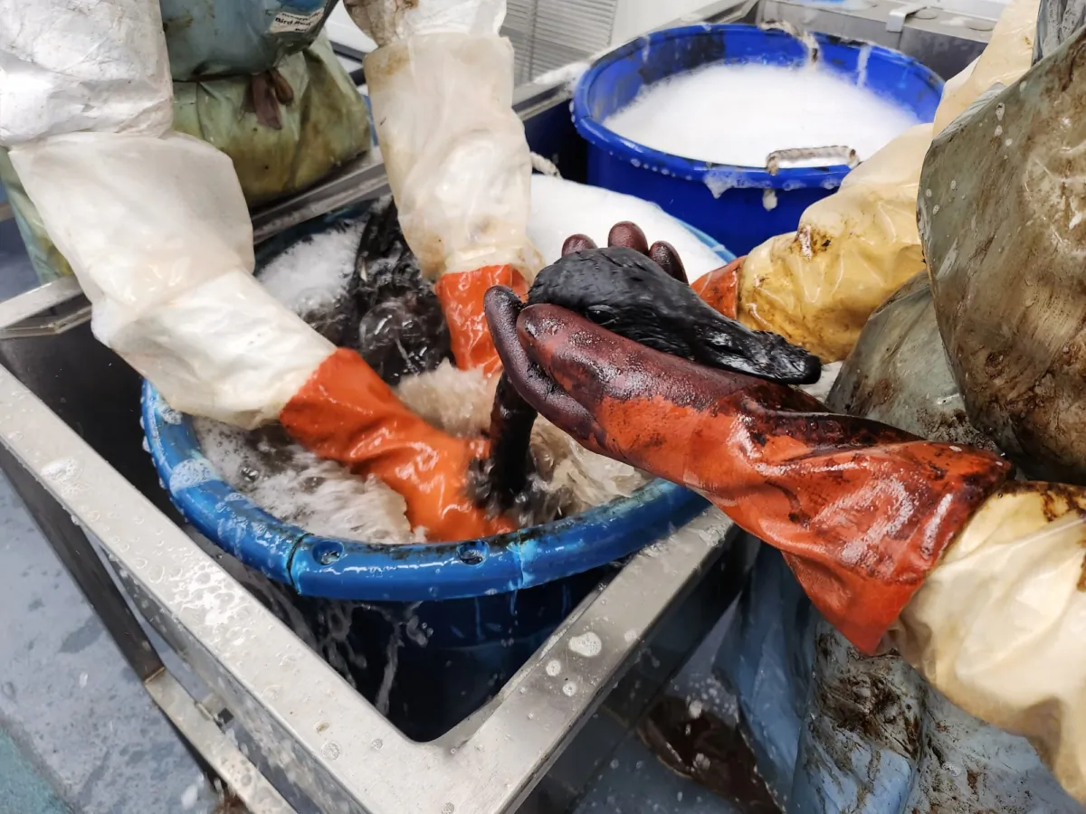 Canada Goose receives an emergency wash after being rescued from the La Brea Tar Pits in Los Angeles in July 2023. (Kadi Erickson/International Bird Rescue)