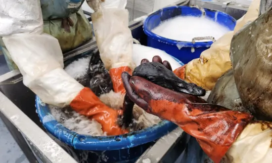 Flock of Canada Geese Burned After Landing in Oil at La Brea Tar Pits