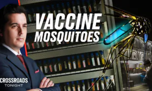 Mosquitos Modified to Spread Vaccines