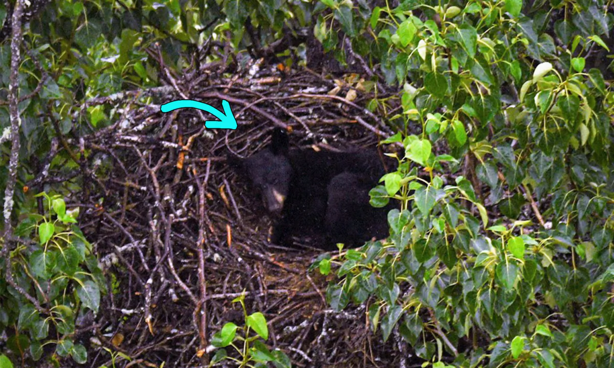 (Courtesy of Cayley Elsik, JBER Environmental Conservation, via U.S. Fish and Wildlife Service)