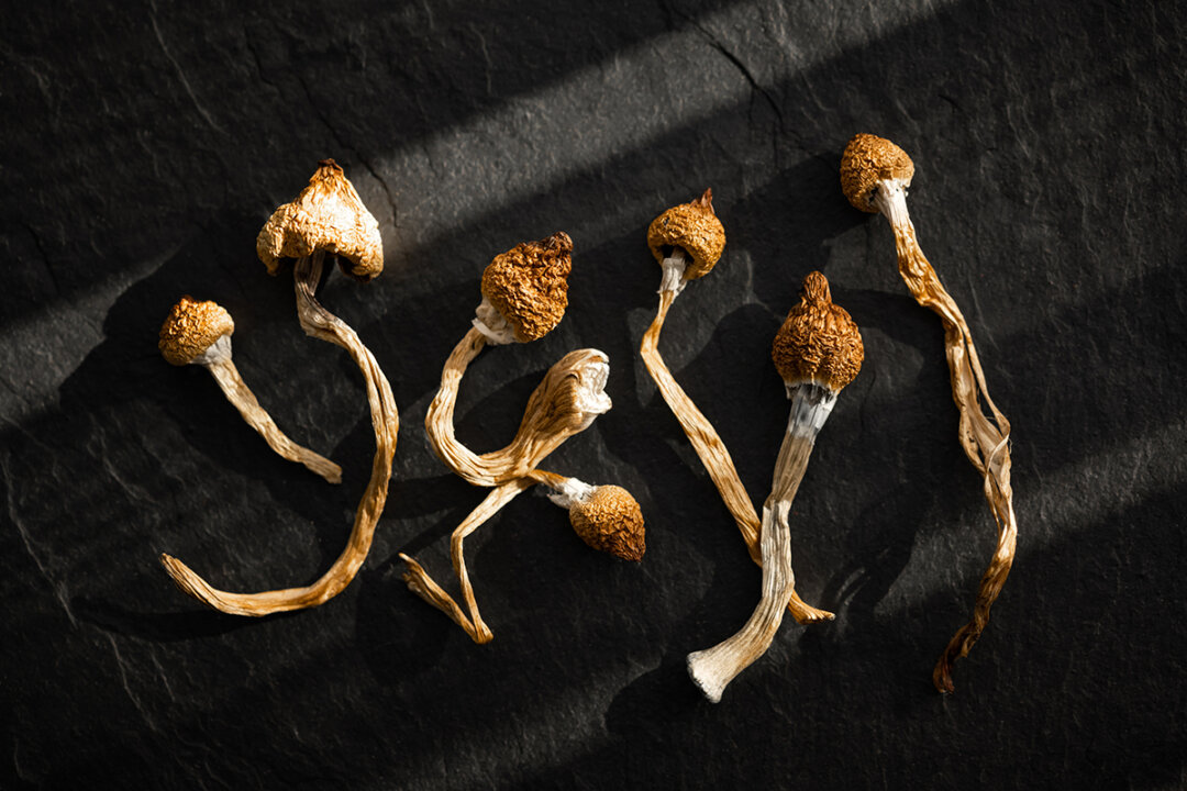 Dried hallucinogenic magic mushrooms. (Smit/Shutterstock)