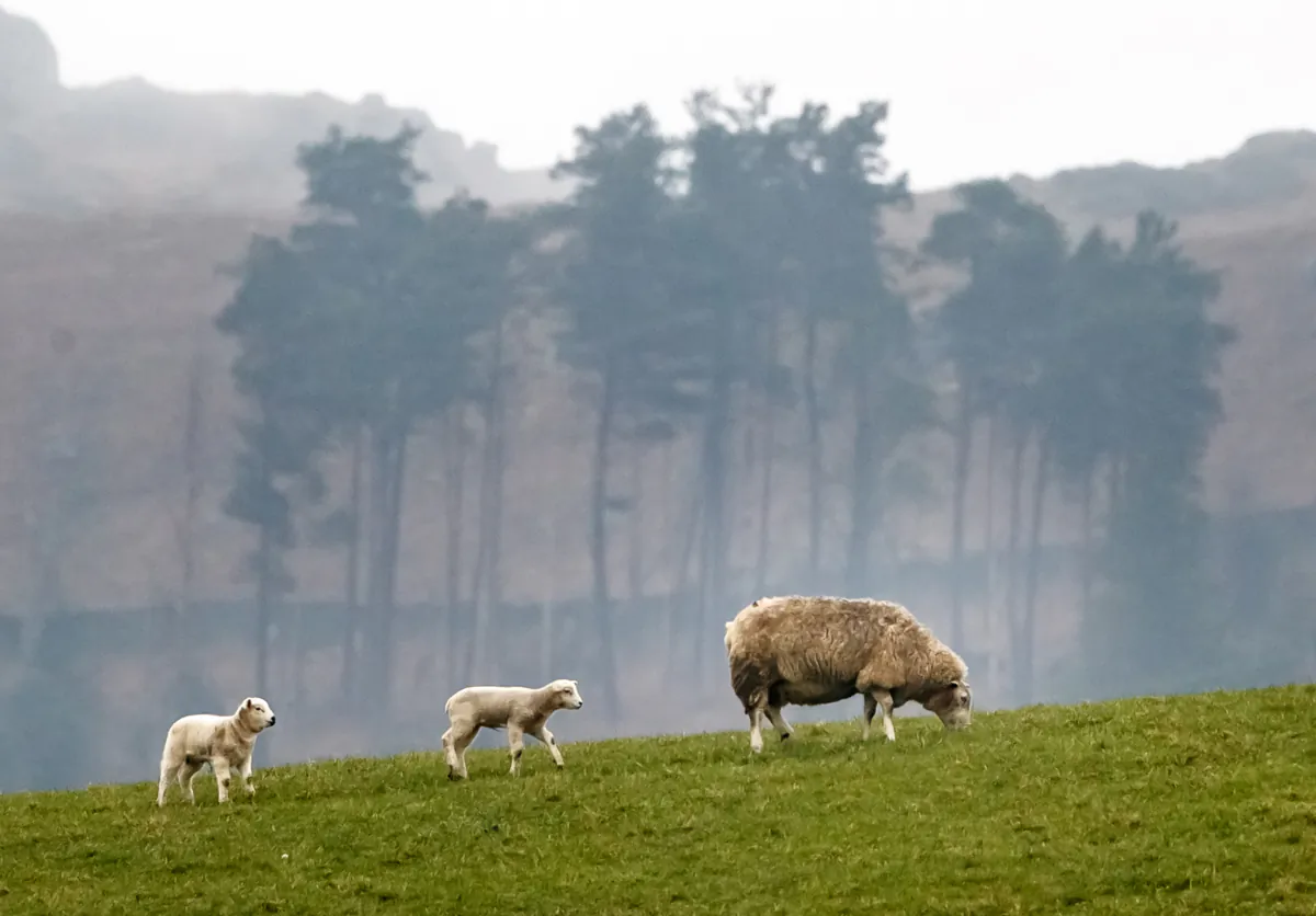 Two lambs and a sheep on a farm in the Yorkshire Dales national park dated March 3, 2021. (Danny Lawson/PA Wire) 
