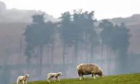 IN-DEPTH: Why an Investors’ Push to Rewild Farmland Could Be Putting Food Production at Risk