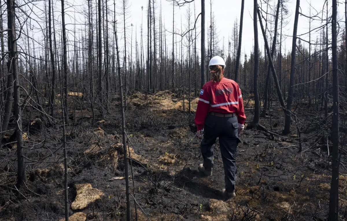Society of Protection of Forests from Fire (SOPFEU) prevention agent Melanie Morin walks through an area of burned forest in the area surrounding Lebel-sur-Quevillon, Que., July 5, 2023. (The Canadian Press/Adrian Wyld)