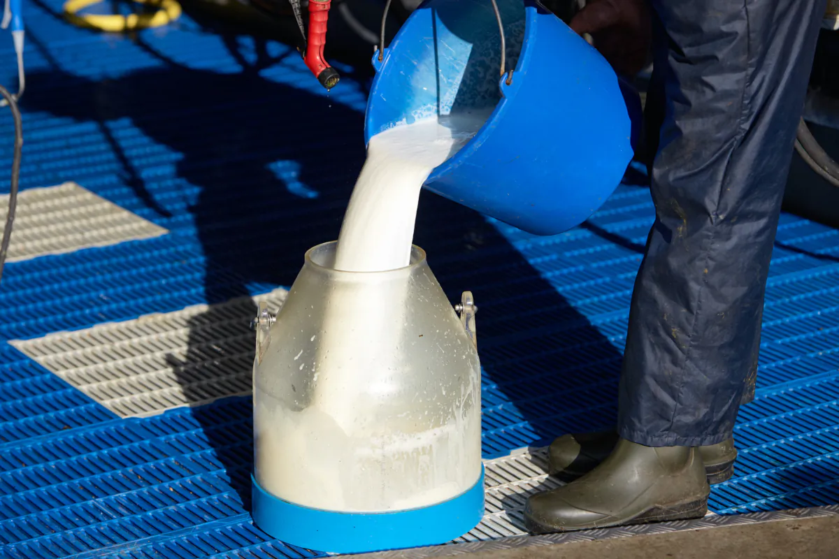 A farmer pours fresh raw milk in a container in his farm in a file photo. (Pierre Crom/Getty Images)