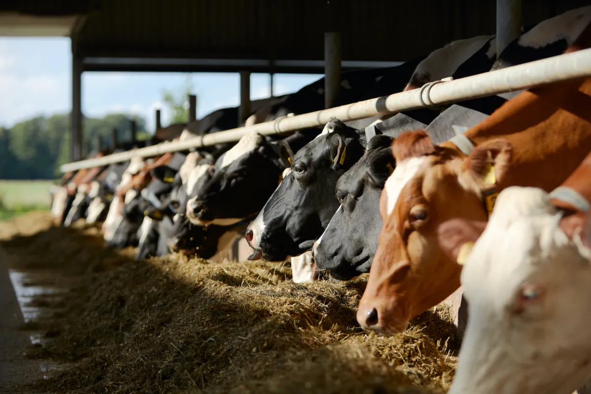 A farmer collects fresh raw milk from cows in De Lutte, Netherlands, on July 29, 2023. (Pierre Crom/Getty Images)