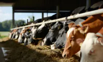 Flatulence-Reducing Livestock Feed Could Win Prestigious World Prize