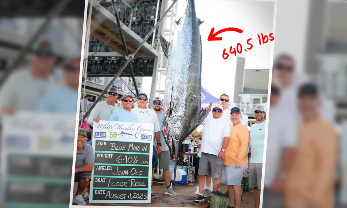 (Courtesy of White Marlin Open)
