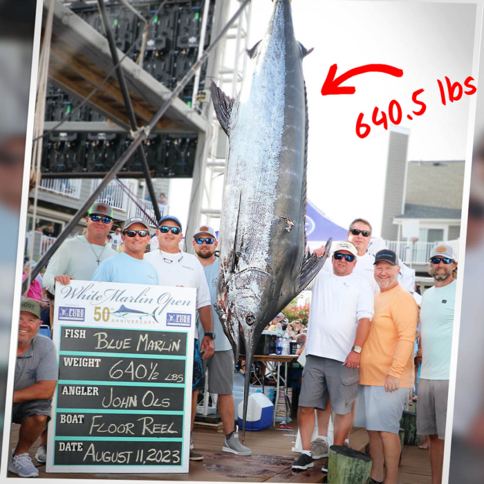 Record Payout in 2022 Blue Marlin World Cup - Coastal Angler & The Angler  Magazine