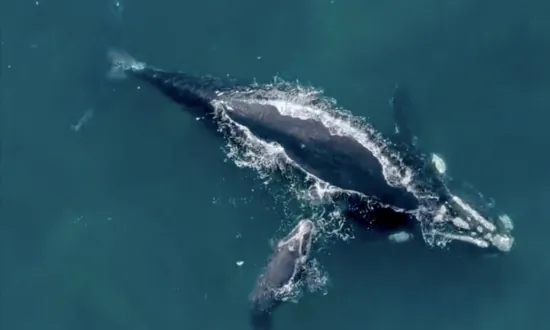 Wind Zone Moved Further Off NSW Coastline to Protect Sea Creatures