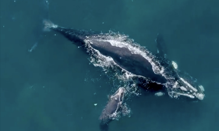 Rare Sight as Whales Approach Sydney Harbour Rest Stop | The Epoch Times