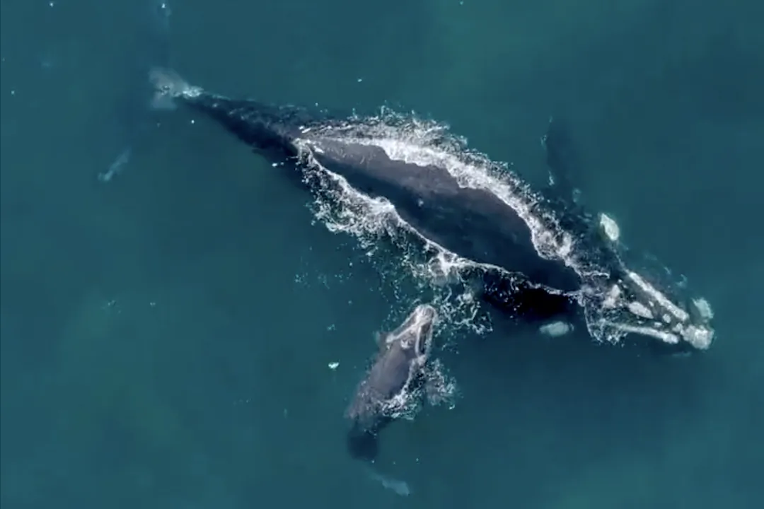A supplied image obtained on Aug. 19, 2023, of a screen shot of a mother and calf southern right whale travelling down the NSW North coast and are expected to land in Sydney's Harbour over the weekend. (AAP Image/Supplied by DPE Environment and Heritage)