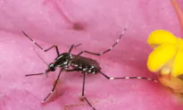 Case of Locally Acquired Malaria Appears in Another US State