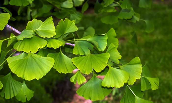 Ginkgo Biloba: The Ultimate Brain Booster