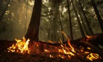 What to Know About Home Insurance If You’ve Been Displaced by BC or NWT Fires