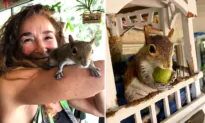 VIDEO: Rescued Squirrel Loves Visiting Florida Family Who Saved Him—Just to Hang Out and Make Mischief