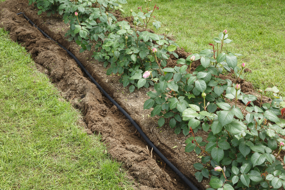 Soaker Hose In A Trench For Water Irrigation To A