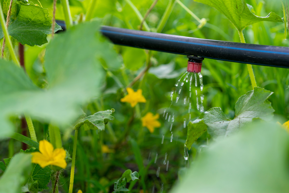 Cucumber Growing In Garden Drip Auto-irrigation Of Cucumbers Growing Vegetables