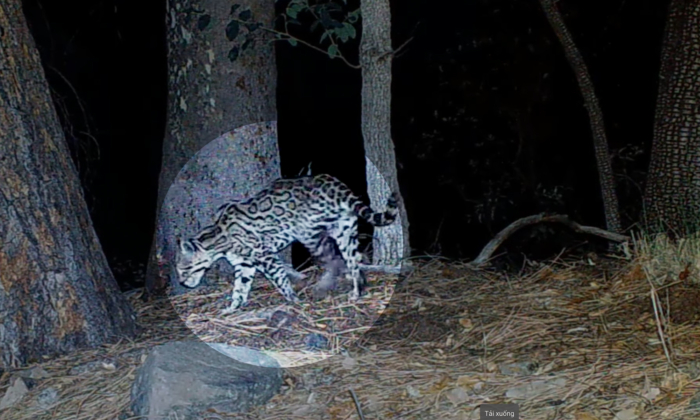 Hobbyist Photographer Captures Arizona's Only Known Rare, Endangered Ocelot on Trail Cameras