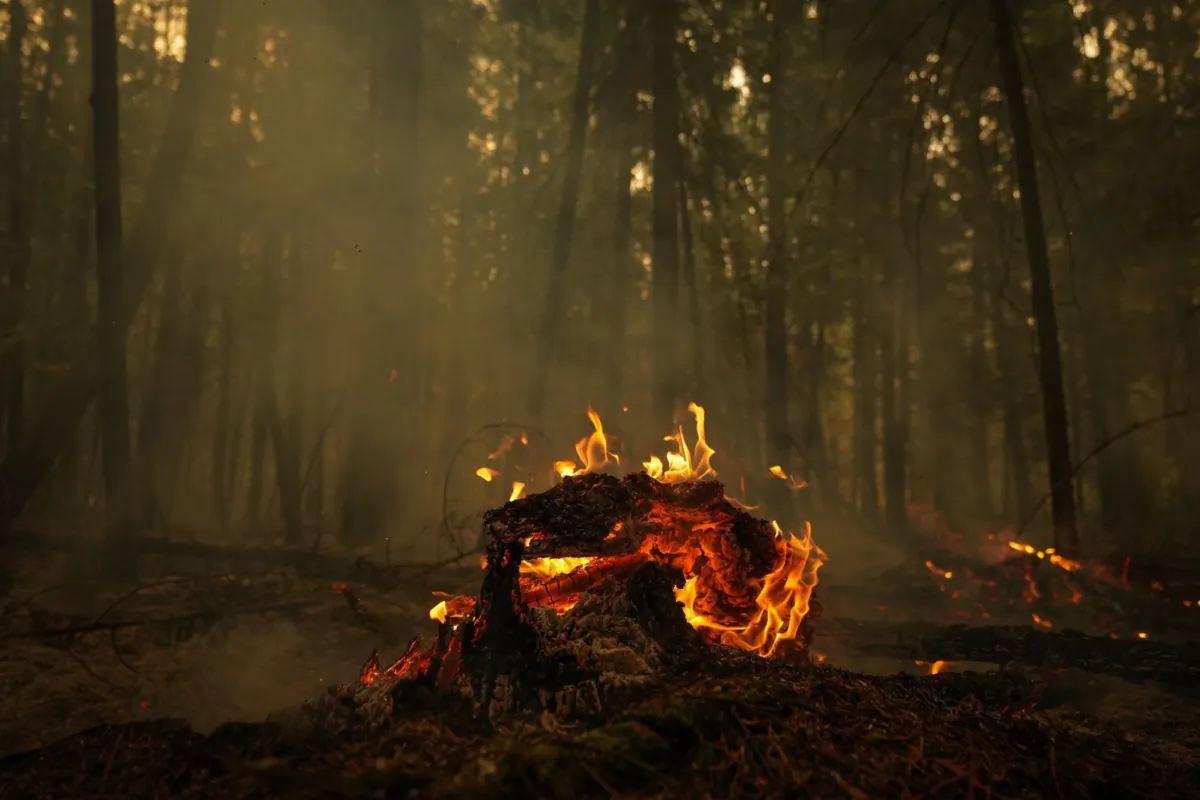 A fallen tree burns at the Lower East Adams Lake wildfire, in Scotch Creek, B.C., on Aug. 20, 2023. (The Canadian Press/Darryl Dyck)