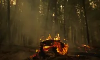 BC Wildfire Regions See Rain, Lightning in Forecast as Province Lifts Travel Ban