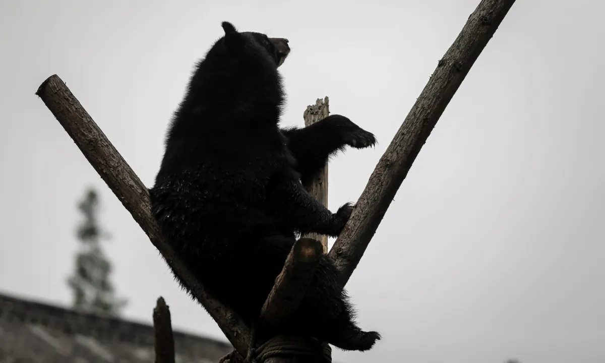 A black bear in a file photo. (Wang He/Getty Images)