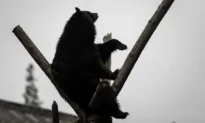 Bear Attacks 7-Year-Old Boy in His Suburban New York Backyard