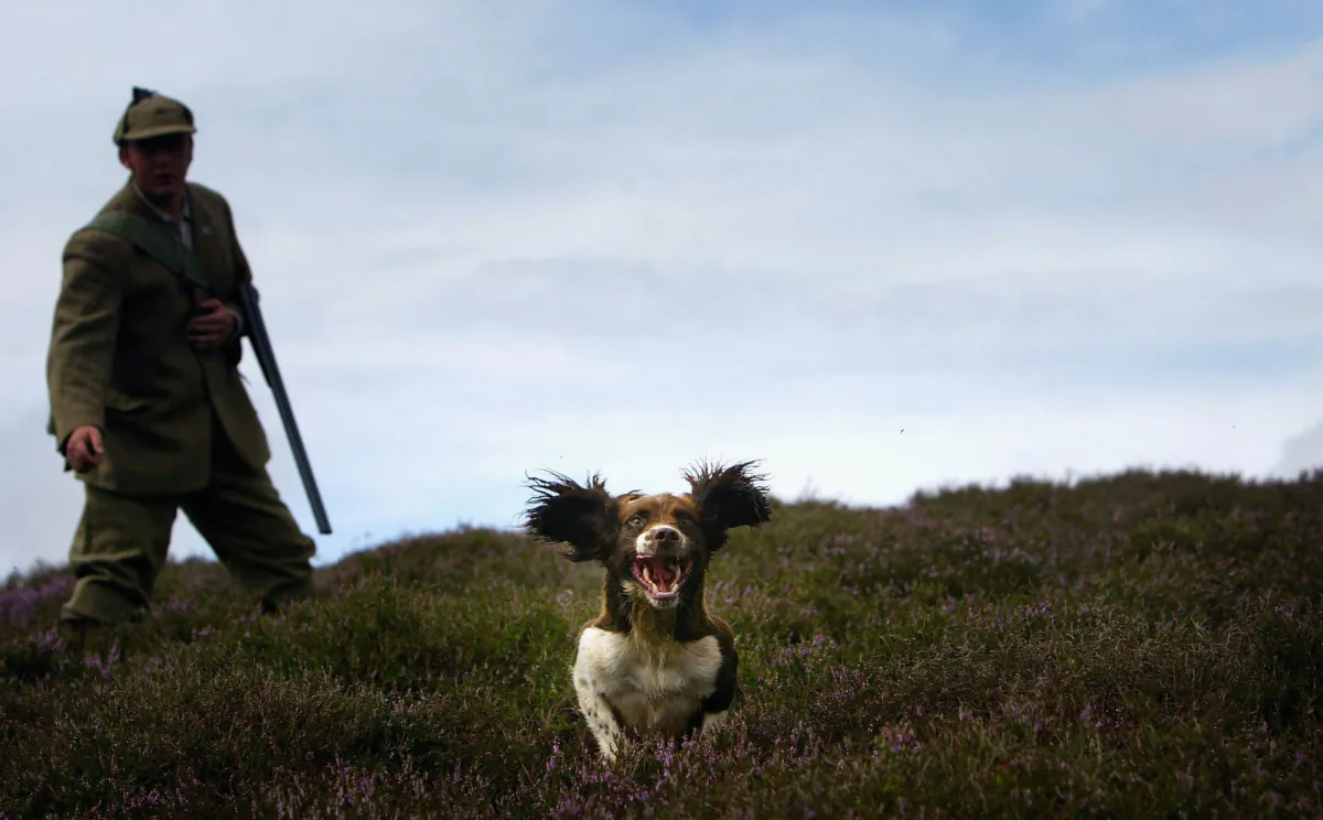 A gamekeeper and his gun dog on a moor outside Peebles, Scotland on Aug. 11, 2004. (Christopher Furlong/Getty Images)