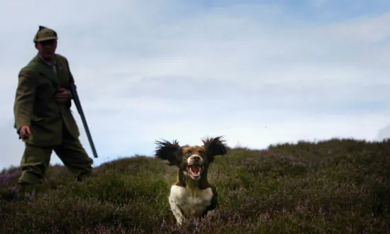 Campaigners Tell Scottish Government Banning Snares Could Devastate Rare Species