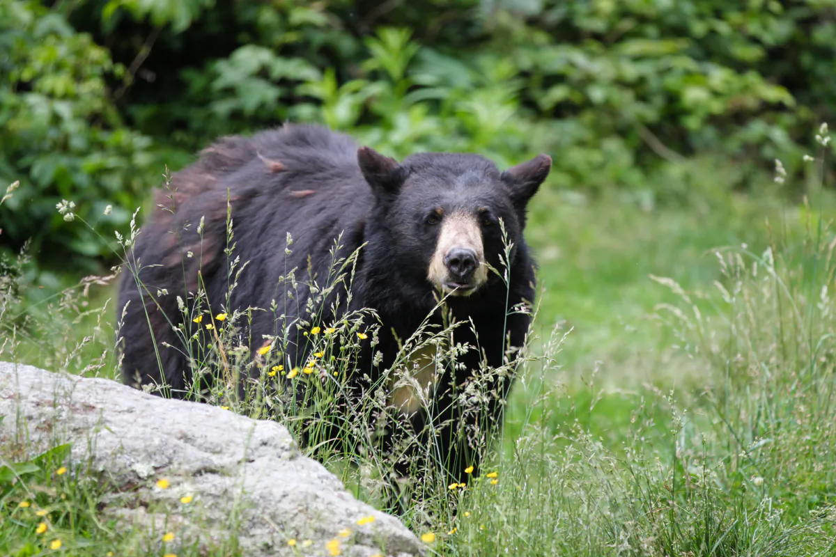 A North American black bear spotted in Yosemite National Park, California. (Dreamstime/TNS)