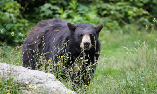 Homeowners Find Bear in Their Home in Sierra Madre