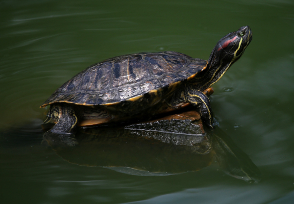 turtle