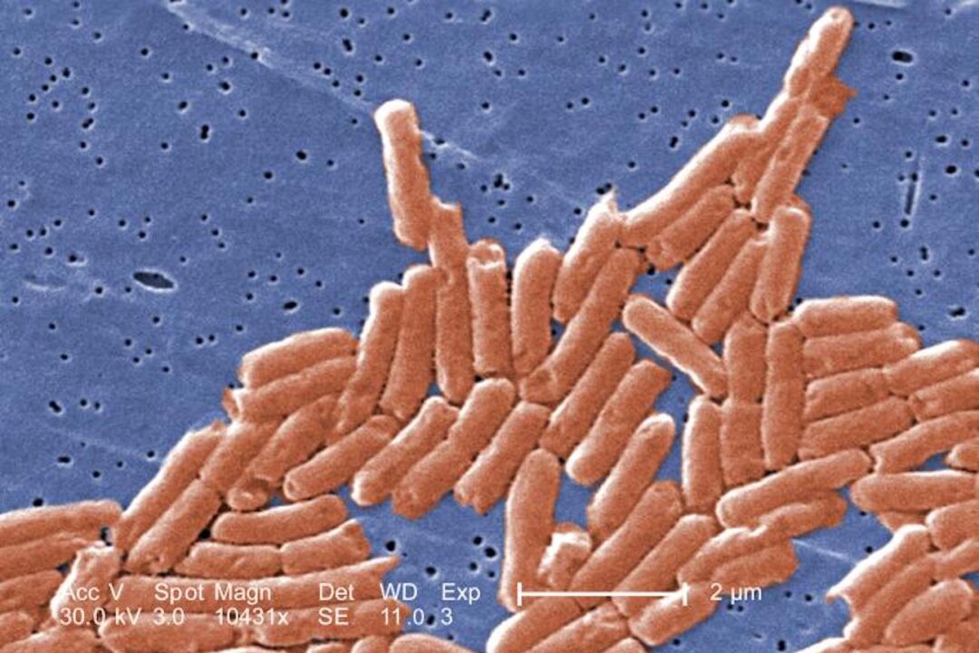 A digitally-colorized scanning electron microscopic image of a grouping of Gram-negative bacilli, or rod-shaped, Salmonella sp. bacteria. (Janice Haney Carr/CDC)