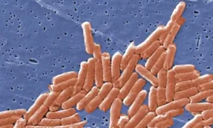 Salmonella Outbreak in 10 US States Linked to Home Delivery Meals, CDC Warns