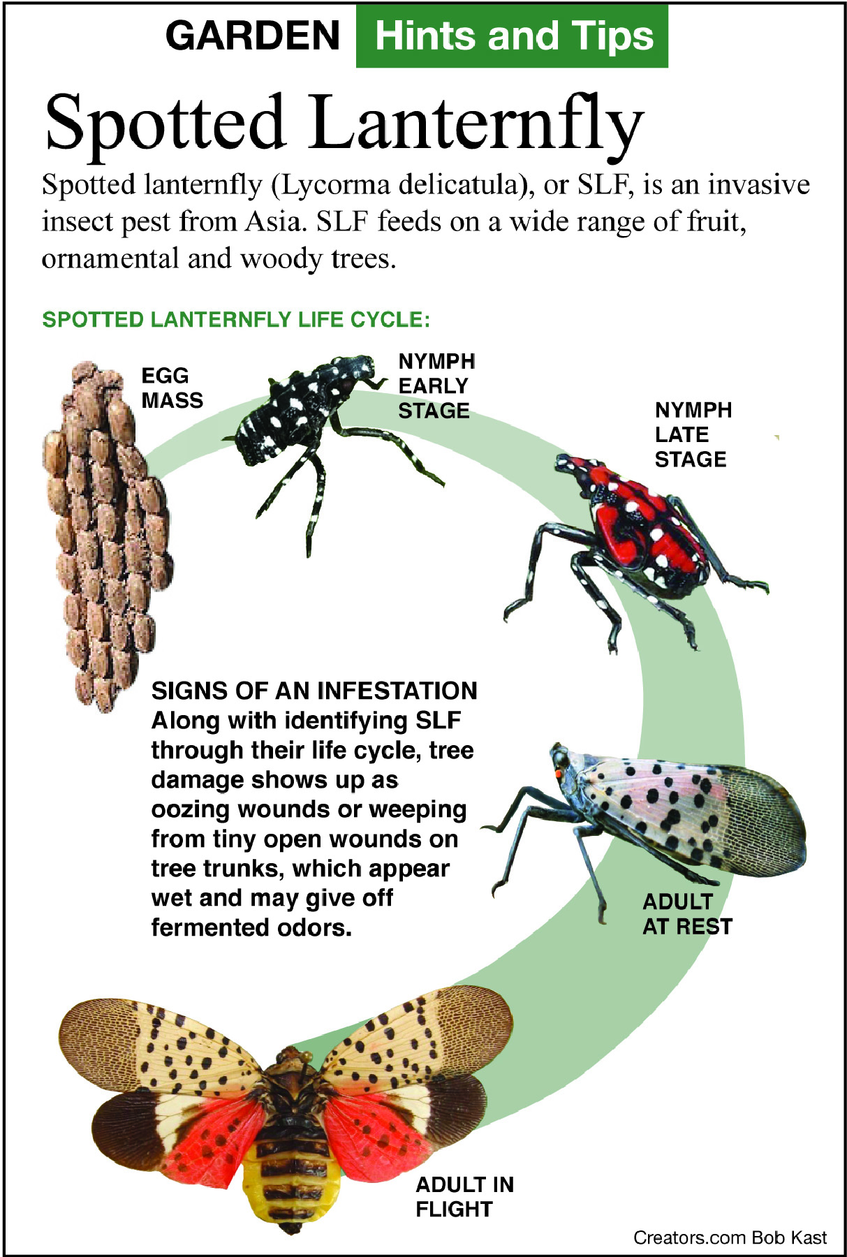 lanternfly tip sheet