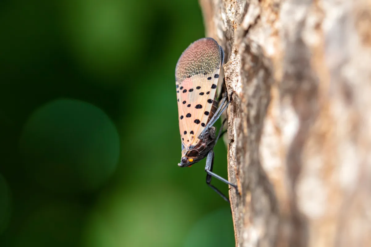 SLF is found in Connecticut, Delaware, Indiana, Maryland, Massachusetts, New Jersey, New York, Ohio, Pennsylvania, Virginia, and West Virginia. Any SLF found in any other state should be reported to your local Extension office or your state Department of Agriculture.(zhengzaishuru/Shutterstock)