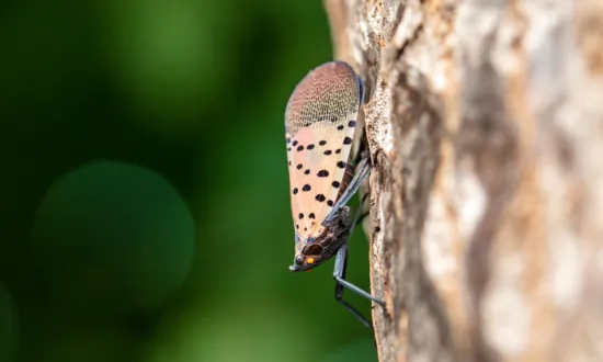 Spotted Lanternfly