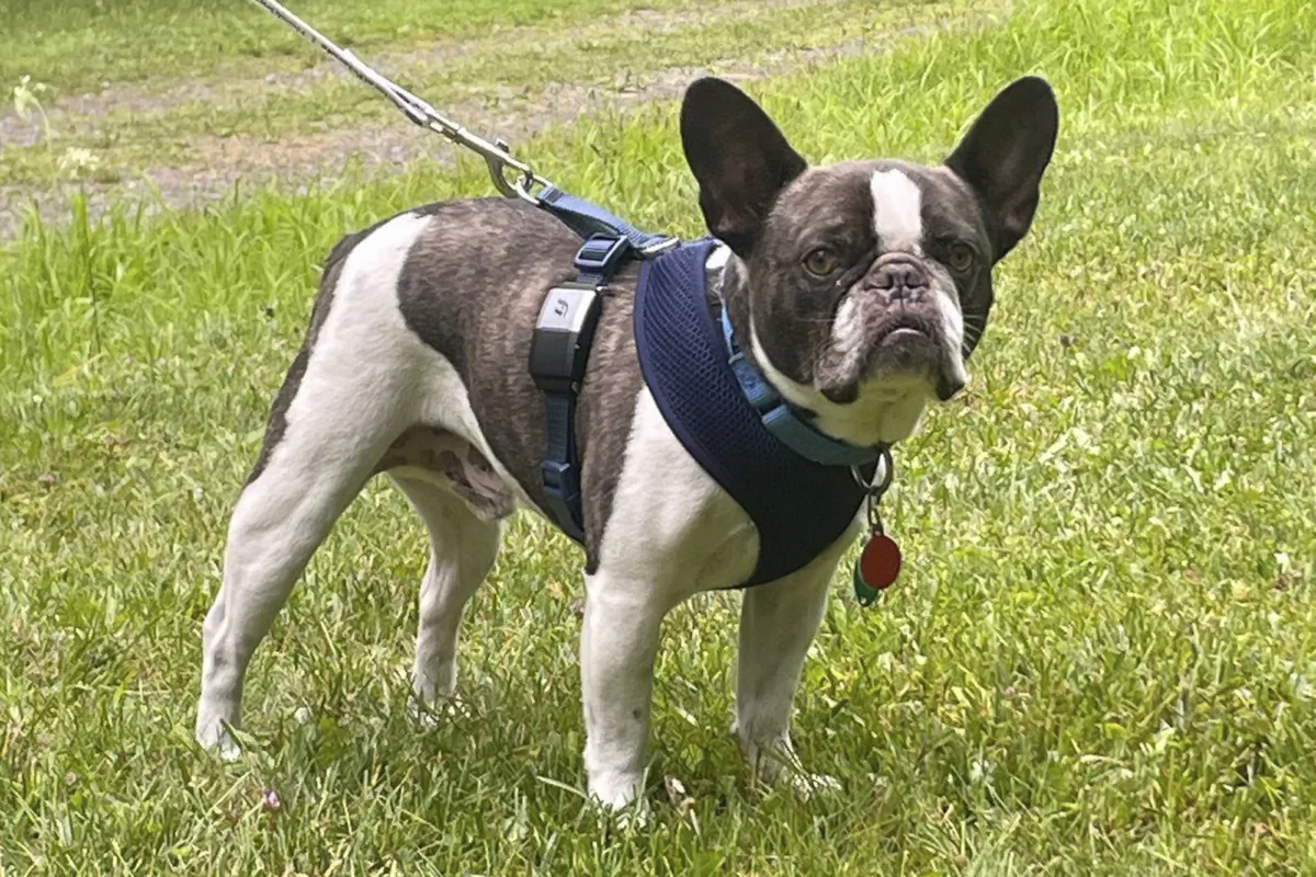 A brown-and-white male French bulldog in a file image. (Allegheny County Police Department via AP)