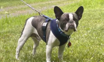 A Woman Abandoned Her Dog at a Pennsylvania Airport Before Flying to a Resort, Officials Say