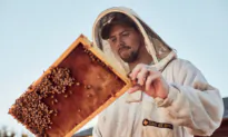 So You Want to Be a Beekeeper? What You Need to Know