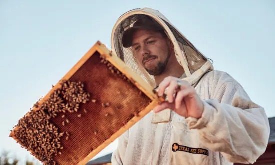 So You Want to Be a Beekeeper? What You Need to Know