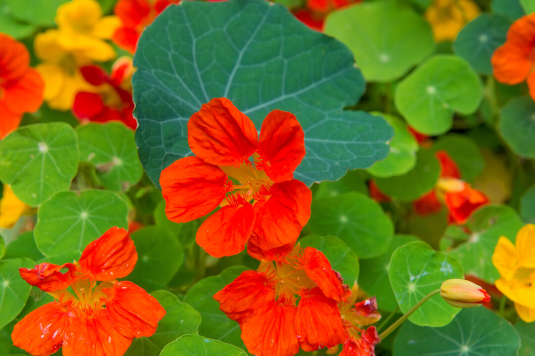 Garden nasturtium is one of the active ingredients in Angocin, an herbal drug produced and sold in Germany. (Pukhov K/Shutterstock)