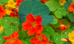 Study Finds German Herbal Drug Comparable to Antibiotics and Safer