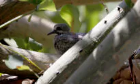 Birdwatching Includes Bird-Listening. How to Connect With Nature by Recording Birdsong