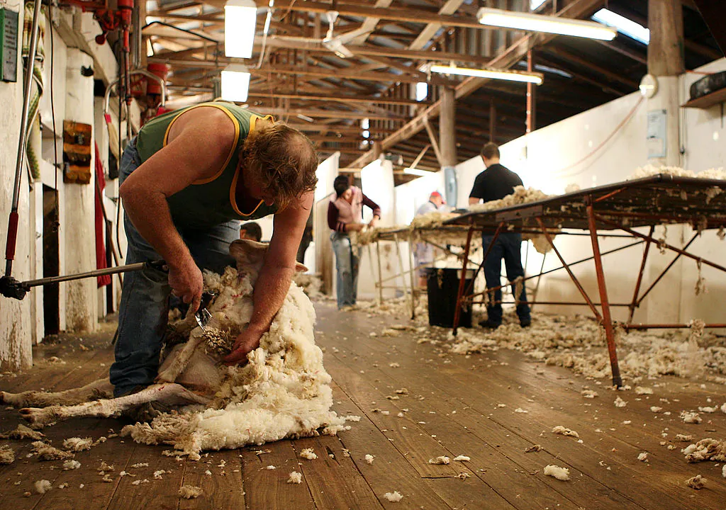 David Rowbottom shears a sheep during spring shearing at Cherry Hill Pastoral Company property in Uralla, Australia, on Oct. 19, 2009. (Mark Kolbe/Getty Images)